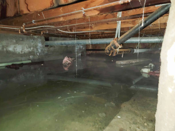 Best Mold removal after water damage  in San Lorenzo, CA