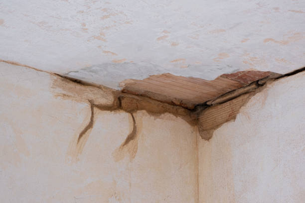 Best Professional water damage repair  in San Lorenzo, CA
